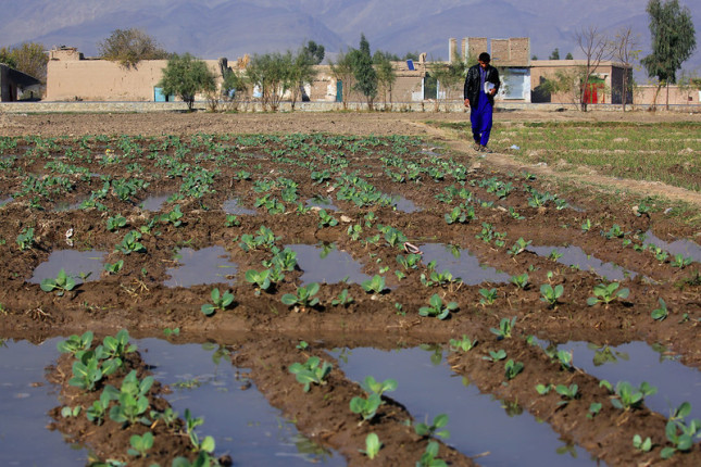 AfghanAgriculture