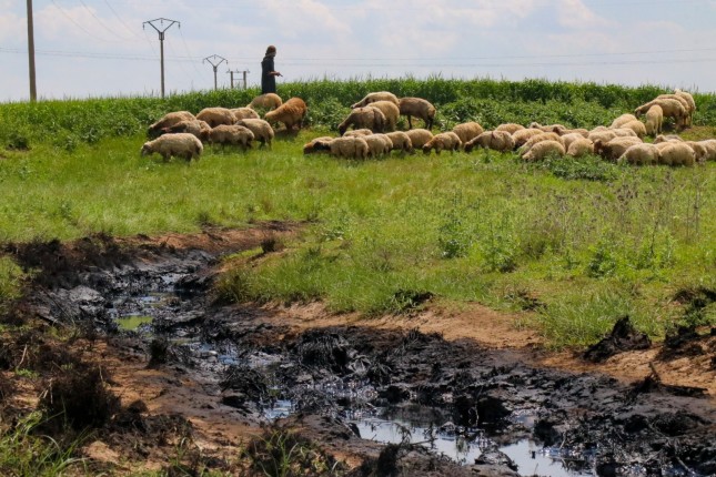 A farmer with his animals near the Gir Zero facility on Rmeilan oil fields