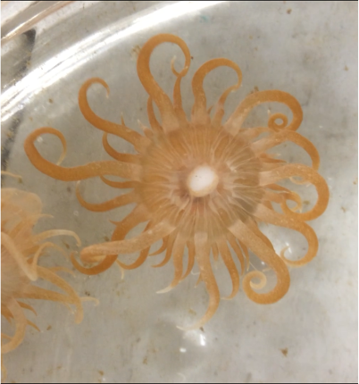 anemone