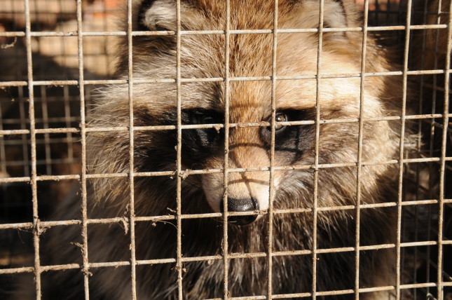 China | 2008 01 | Investigation at a Chinese fur farm.