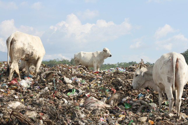 Taking pictures at TPA (The Last Slaughter Place) in Jatibarang as the final dumping place of all garbage of Semarang City. Photo credit: Tigor Sabas Manalu