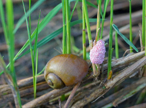 Golden,Apple,Snail,Spawn,Egg