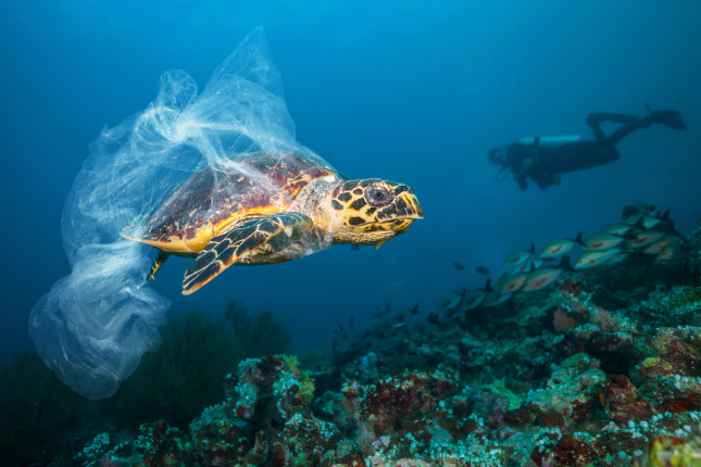 turtle with plastic bag