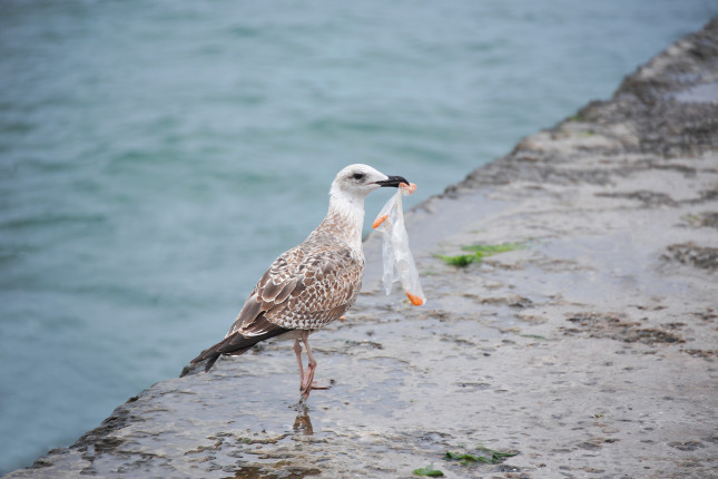 bird with plastic bag in mouth