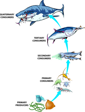 Algae to Big Fish Graphic