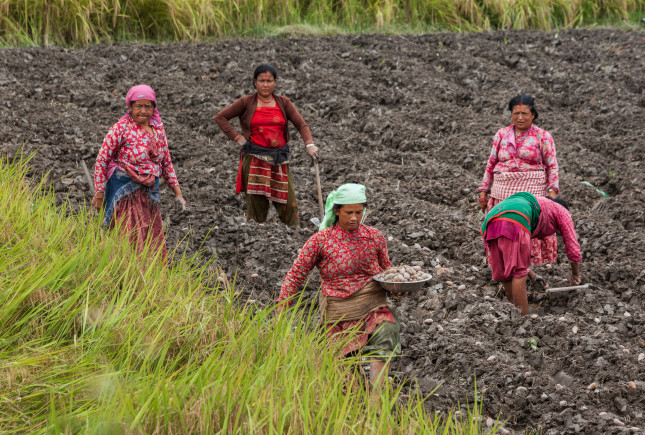 Kathmandu,/,Nepal,-,September,25,2015:,Women,Planting,Potatoes