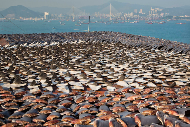 A sea of fins covers the roof of a building in Hong Kong, representing the slaughter of an estimated 30,000 sharks. Following a public outcry over the growing volume of fins being dried on city pavements, traders started to dry shark fins on roofs. This picture was taken as part of Paul’s report on the worldwide slaughter of sharks for their fins. The most reliable estimate puts the global shark catch at around 100 million a year, but the actual figure could be as high as 273 million. Most species targeted are large and slow to reproduce – their reproduction rates cannot keep pace with the numbers being killed. More than 70 per cent of the 14 most traded shark species are classified as endangered or vulnerable, meaning they are at a high or very high risk of extinction in the wild. Along with fins, other shark parts including meat, skin, teeth, jaws and oil are sold. But it has been the high market value of shark fins, chiefly in Hong Kong and China, that has driven demand. However, a recent report indicates that shark fin is declining in value, with one trader quoted as saying that it is now the same as squid on the street.Photo: Paul Hilton Over 100 million sharks are killed each year for the fin trade. Hong Kong, Singapore and China are the biggest consumers of shark fin globally. Indonesia is the biggest exported of shark fins annually. Photo: Paul Hilton for Earth Tree Images