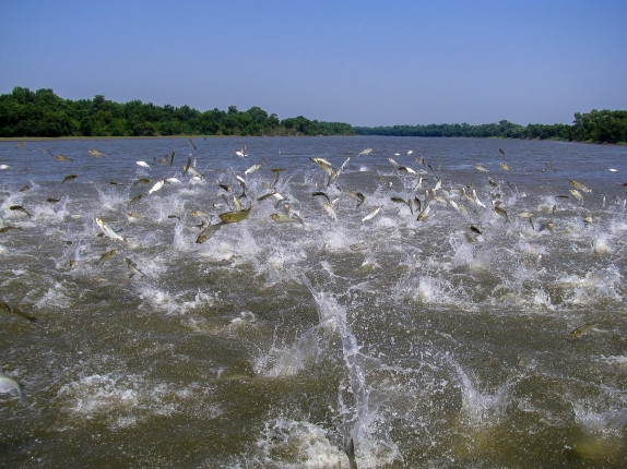 Flying,Asian,Carp,Massively,Jump,Out,Of,The,Water