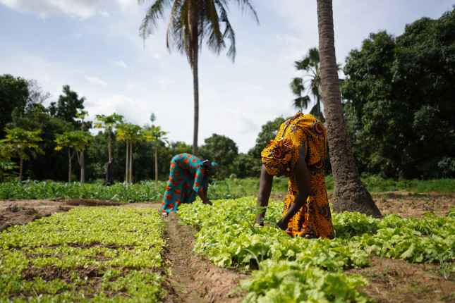 Two,Women,Farmers,Weeding,A,Salad,Garden,In,A,West