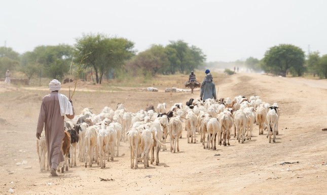 Sheep,Herder,With,Herd,Of,Sheep,In,Village,In,Desert
