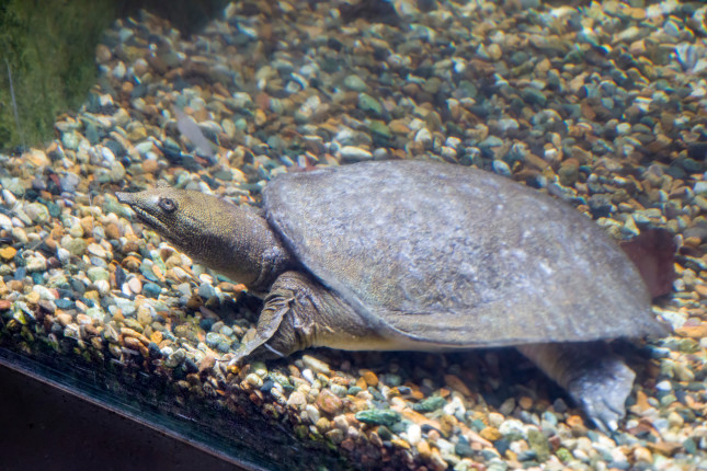 The,Chinese,Softshell,Turtle,(pelodiscus,Sinensis),In,The,Water.,It