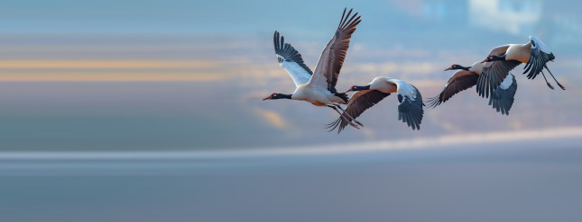 Black-necked,Crane,Perching,On,The,Tibetan,Plateau,Of,China