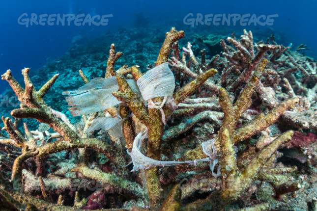 Plastic on bleached coral
