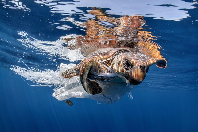 2HG67TX A sea turtle (Caretta caretta) striving to get free from a plastic fishing net in Spain