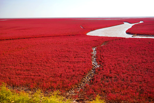 Red,Beach,Is,Located,In,Liaoning,,The,Northeast,China.,This