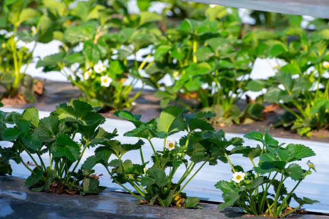 Cultivation of strawberry