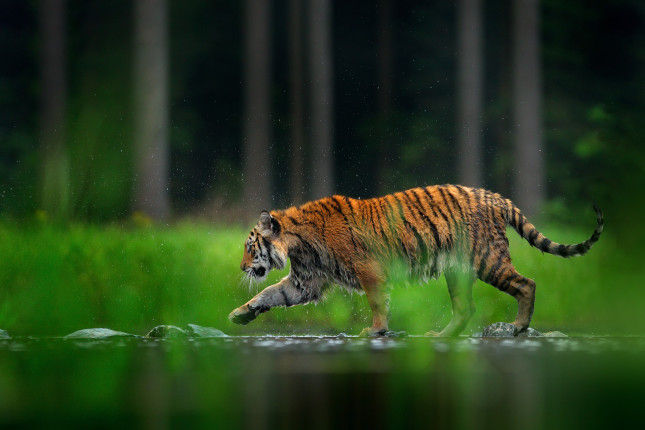 tiger walking in lake water