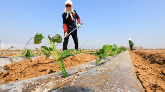 farmers are planting sweet potato seeds in the fields in Hebei Province, China