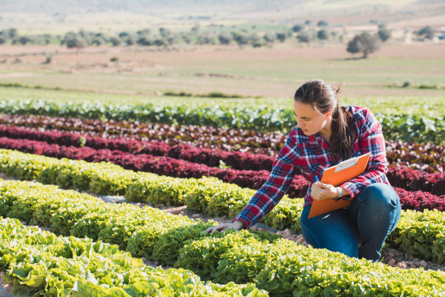 women work in a field of lettuce