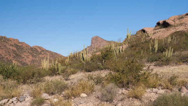 Sonora desert