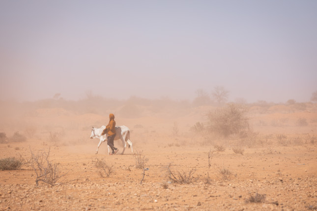 A woman walks with her bony cow passing the dusty and dry field near Saglo village.  The number of livestock dying of lack of food and water is staggering and increasing by the day. Children and their families are struggling to survive due to loss of livelihoods and livestock.  Sagalo village, Korahe zone, Kebridahar woreda (district), Somali region, Ethiopia, 21 January 2022  ©UNICEF Ethiopia/2022/Mulugeta Ayene