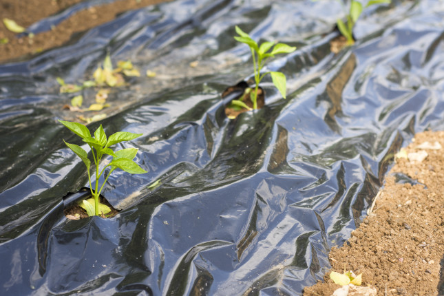 Agriculture,,Field,,Mulch,Film,Biodegradable,Plastic