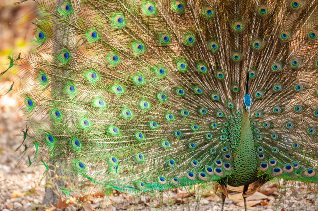 Fantastic,Indo-chinese,Green,Peafowl,Male,In,Display,,Mating,Season.,Colorful