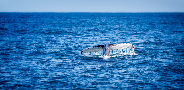 Humpback,Whale,Diving,With,It's,Tail,Dripping,Water,Like,A