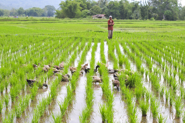 Bali,,Indonesia,-,January,29.,Farmer,Walking,His,Ducks,On
