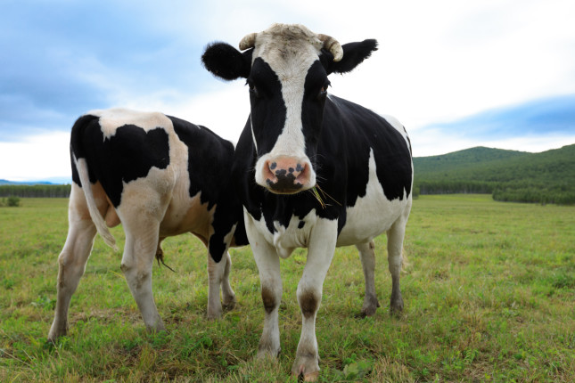 Curious,Cow,Looking,At,The,Camera,On,The,Grassland