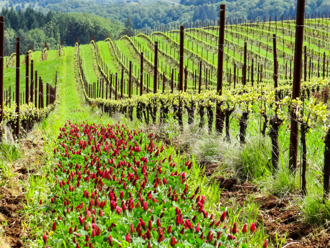 Vineyard,Rows,Flow,Down,A,Hill,,With,Green,Grass,And