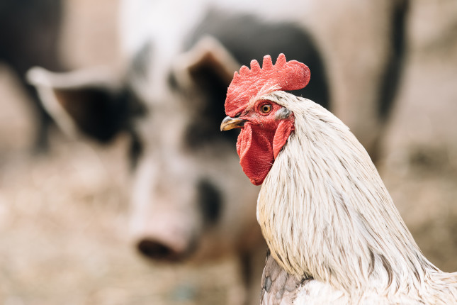 Close,Up,Of,White,Chicken,Rooster,Hen,On,Pig,Snout