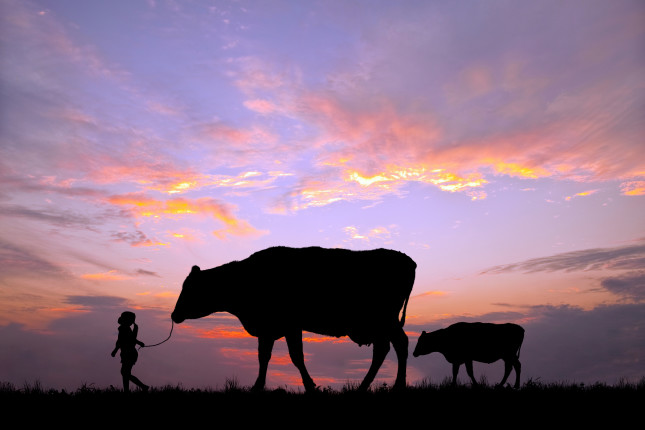 Parent,Cow,And,Calf,Pulled,By,A,Girl,Against,The