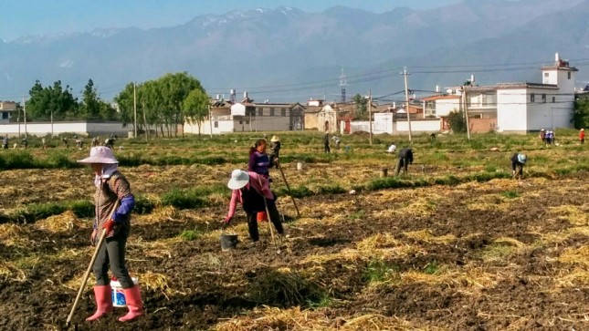 RuralChina_Rodenbiker BETTER rural day laborers shot
