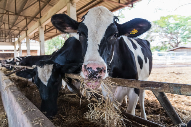Cows feeding hay in the farm