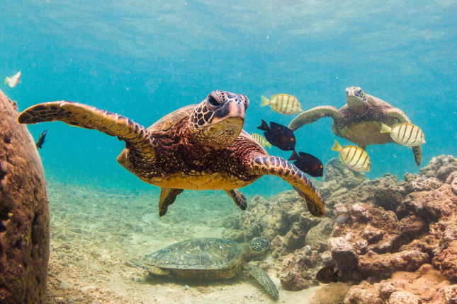 An,Endangered,Hawaiian,Green,Sea,Turtle,Cruises,In,The,Warm