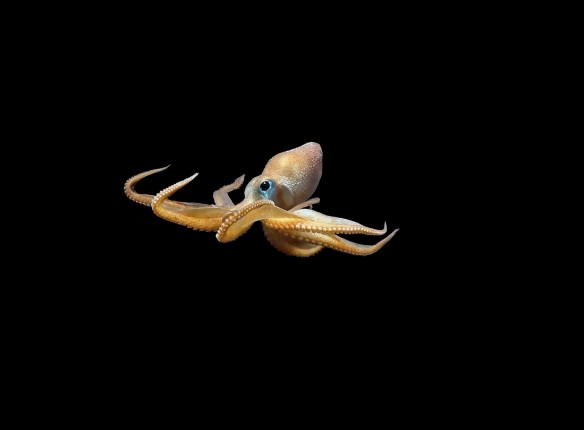 Magnificent,Golden,Deep-sea,Octopus,With,Huge,Eyes,And,Long,Tentacles