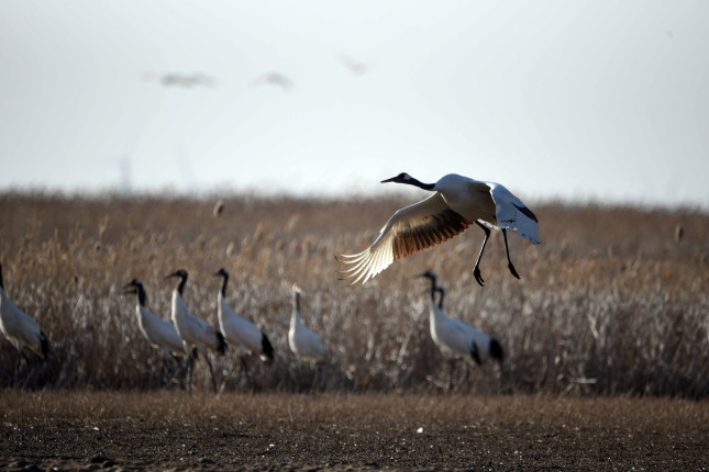 Red,Crowned,Crane,In,Sheyang,County,,Yancheng,City,,Jiangsu,Province,