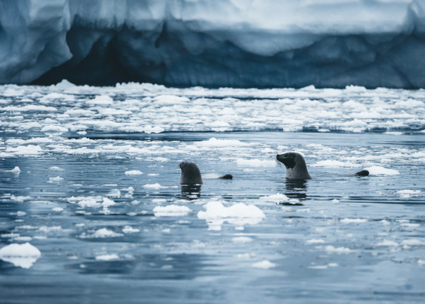 Hooded,Seal,On,Sea,Ice,And,Dramatic,Landscape,Of,Davy