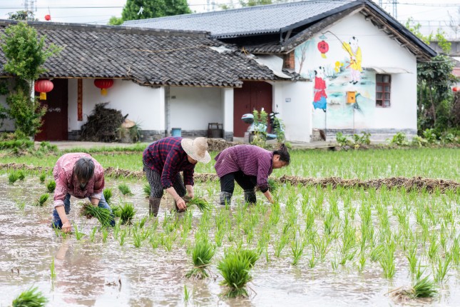 Deyang,,Sichuan,,China,-,May,11,,2023:,Villagers,Plant,Rice