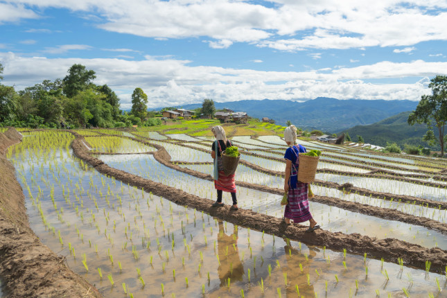 Karen,Tribe,Women,With,Paddy,Rice,Terraces,With,Water,Reflection,