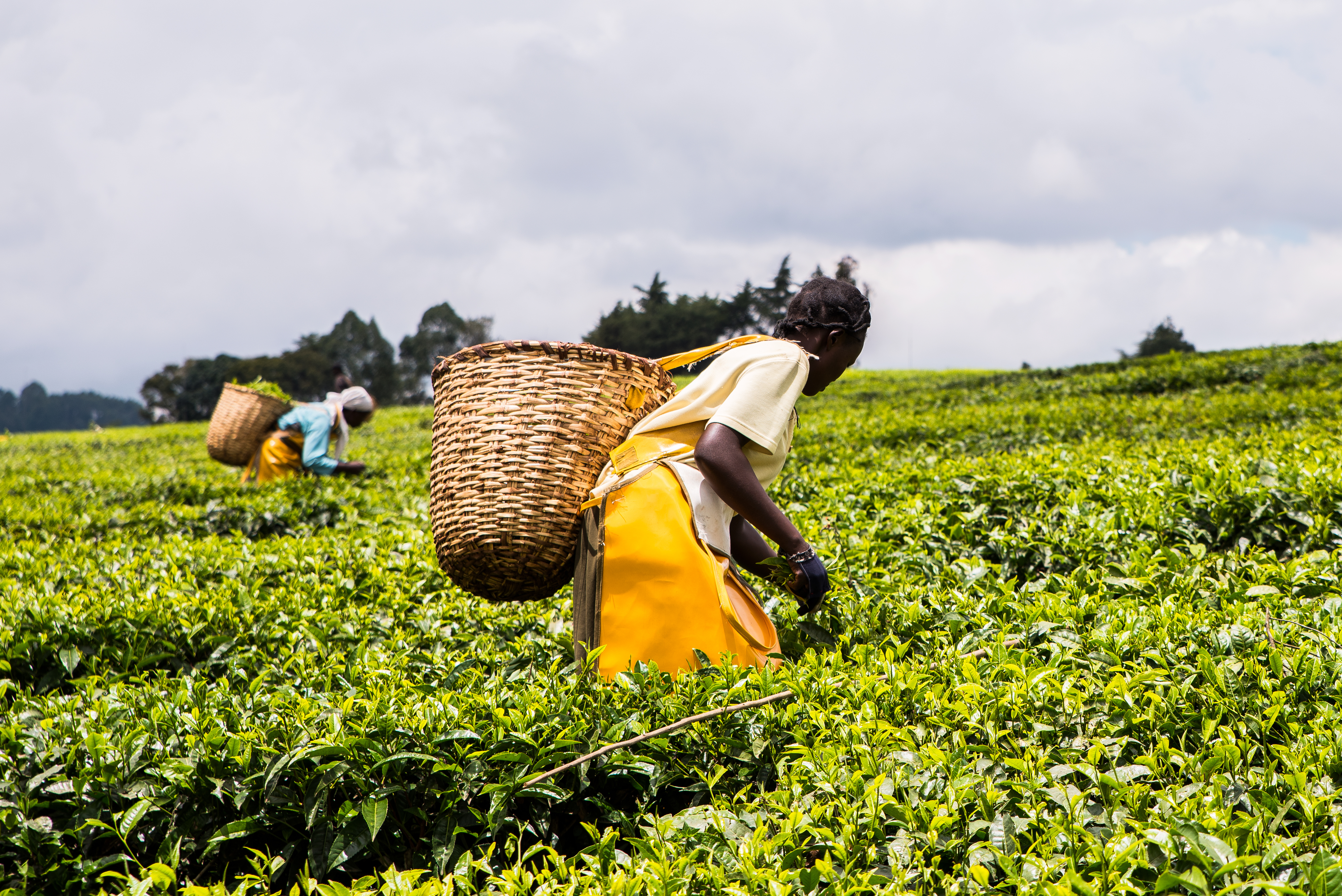 African women harvesting tea leaves
