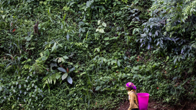 From the Forests of Yunnan: Rethinking What Tea Can Be